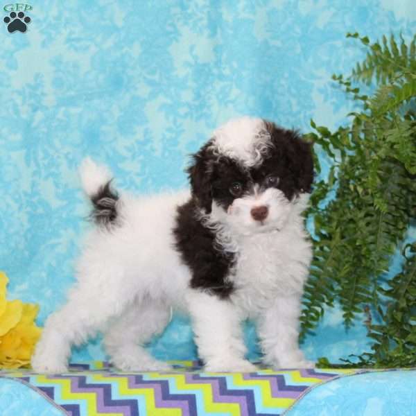 Candy, Toy Poodle Puppy